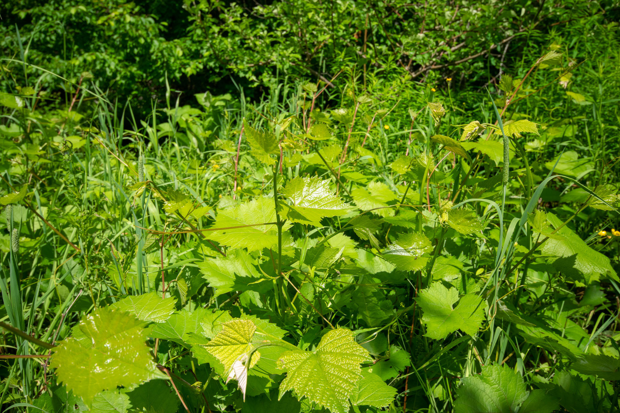 1097 Main Street Springfield, ME 04487 - Photo 37 of 44 DSC_0500