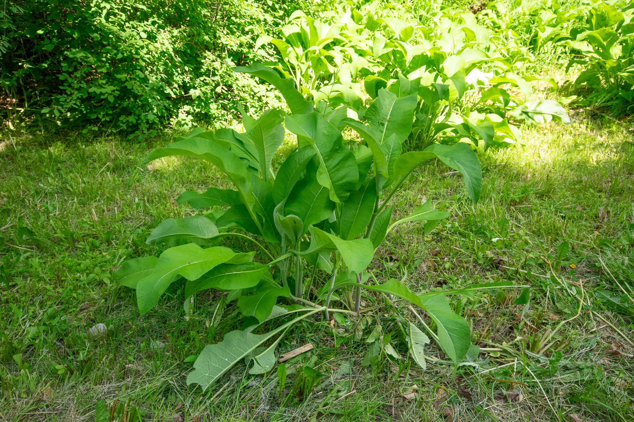 1097 Main Street Springfield, ME 04487 - Photo 38 of 44 DSC_0504