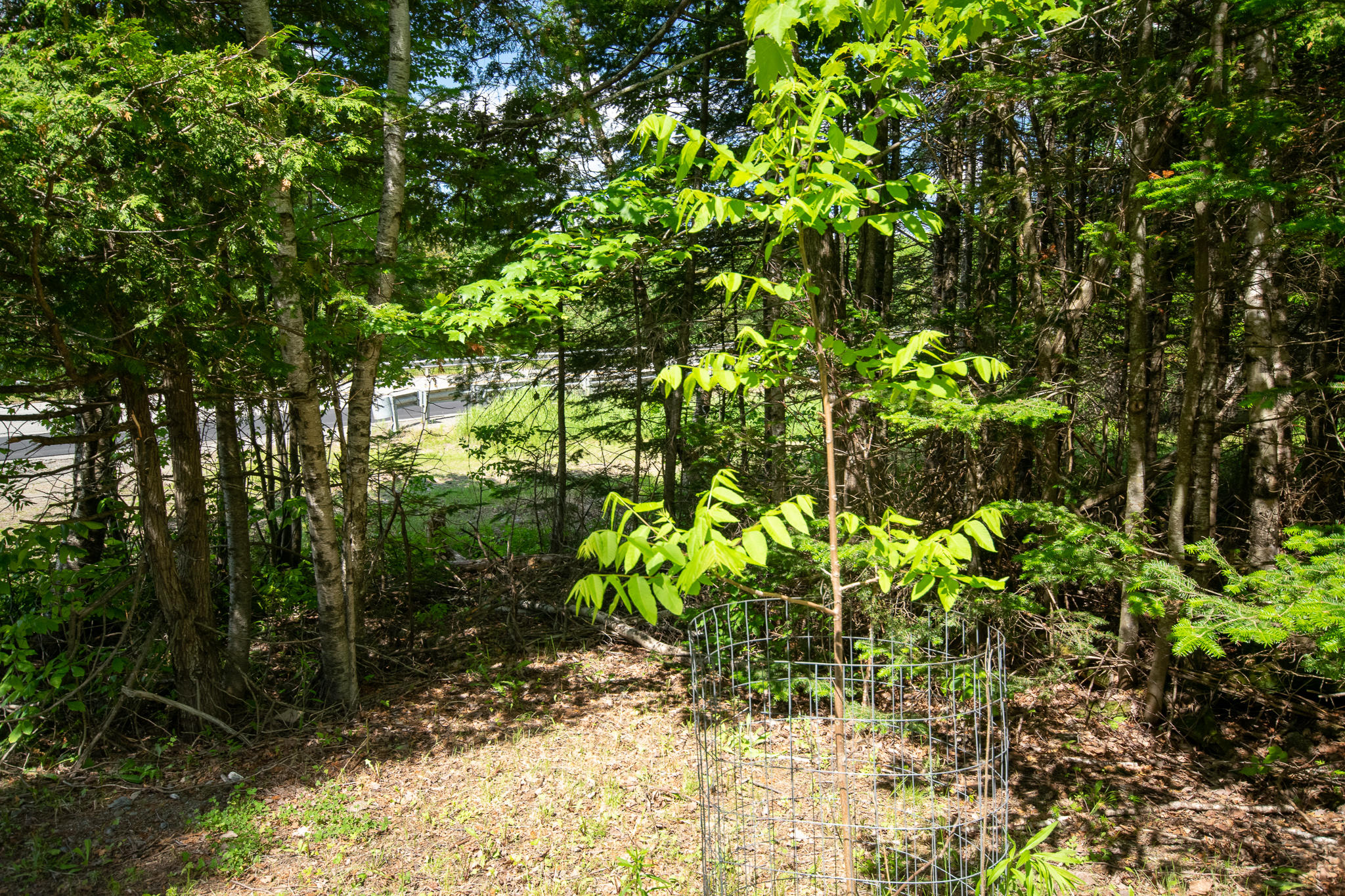 1097 Main Street Springfield, ME 04487 - Photo 39 of 44 DSC_0505