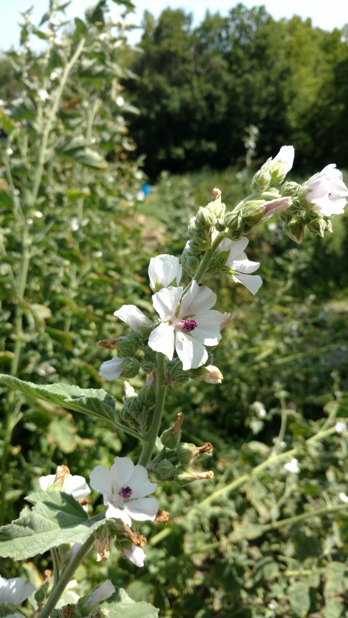 1097 Main Street Springfield, ME 04487 - Photo 40 of 44 IMG_20170816_120726703