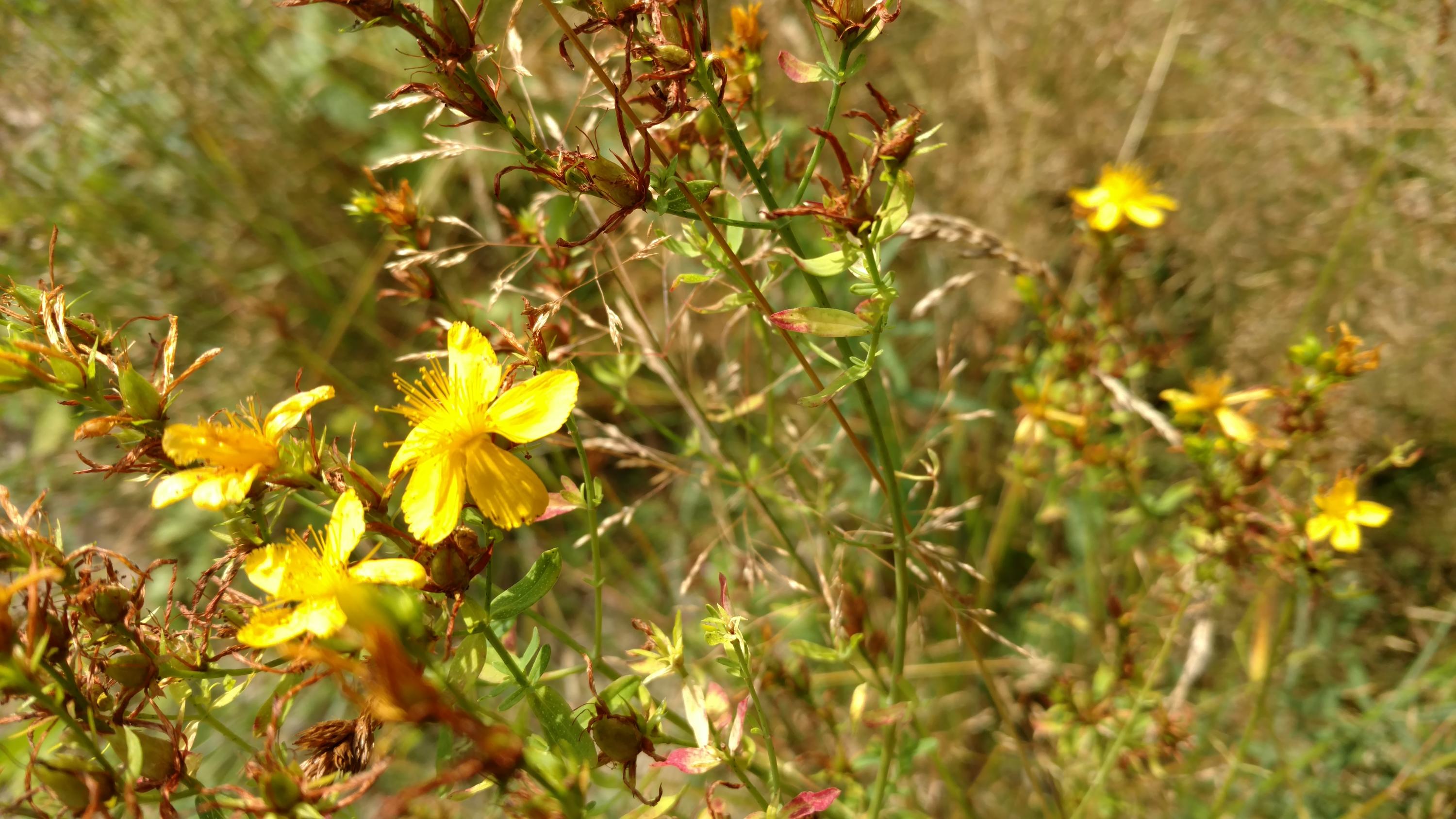 1097 Main Street Springfield, ME 04487 - Photo 41 of 44 IMG_20170816_103536694 (2)