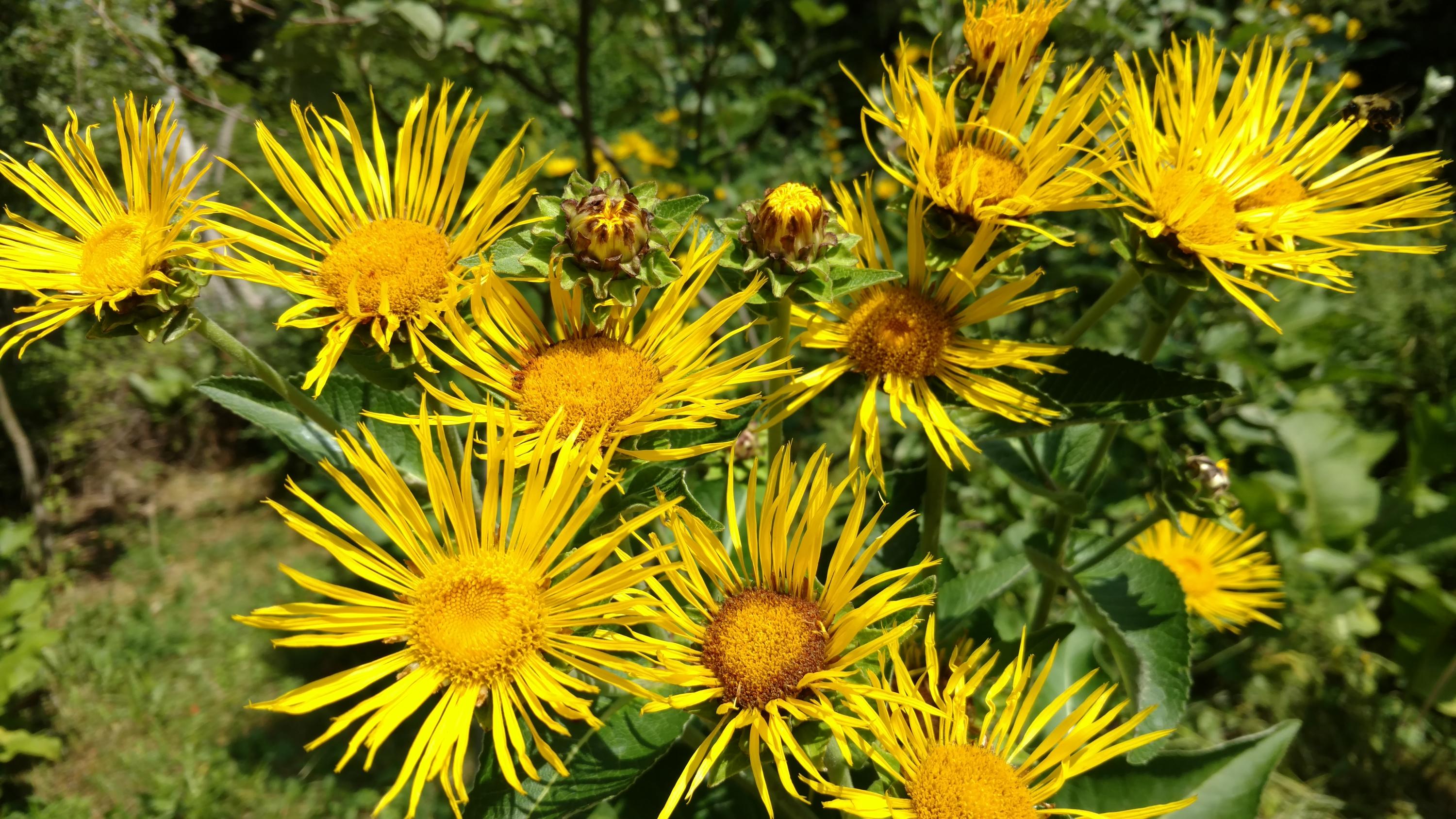 1097 Main Street Springfield, ME 04487 - Photo 42 of 44 IMG_20170816_121309039 (2)