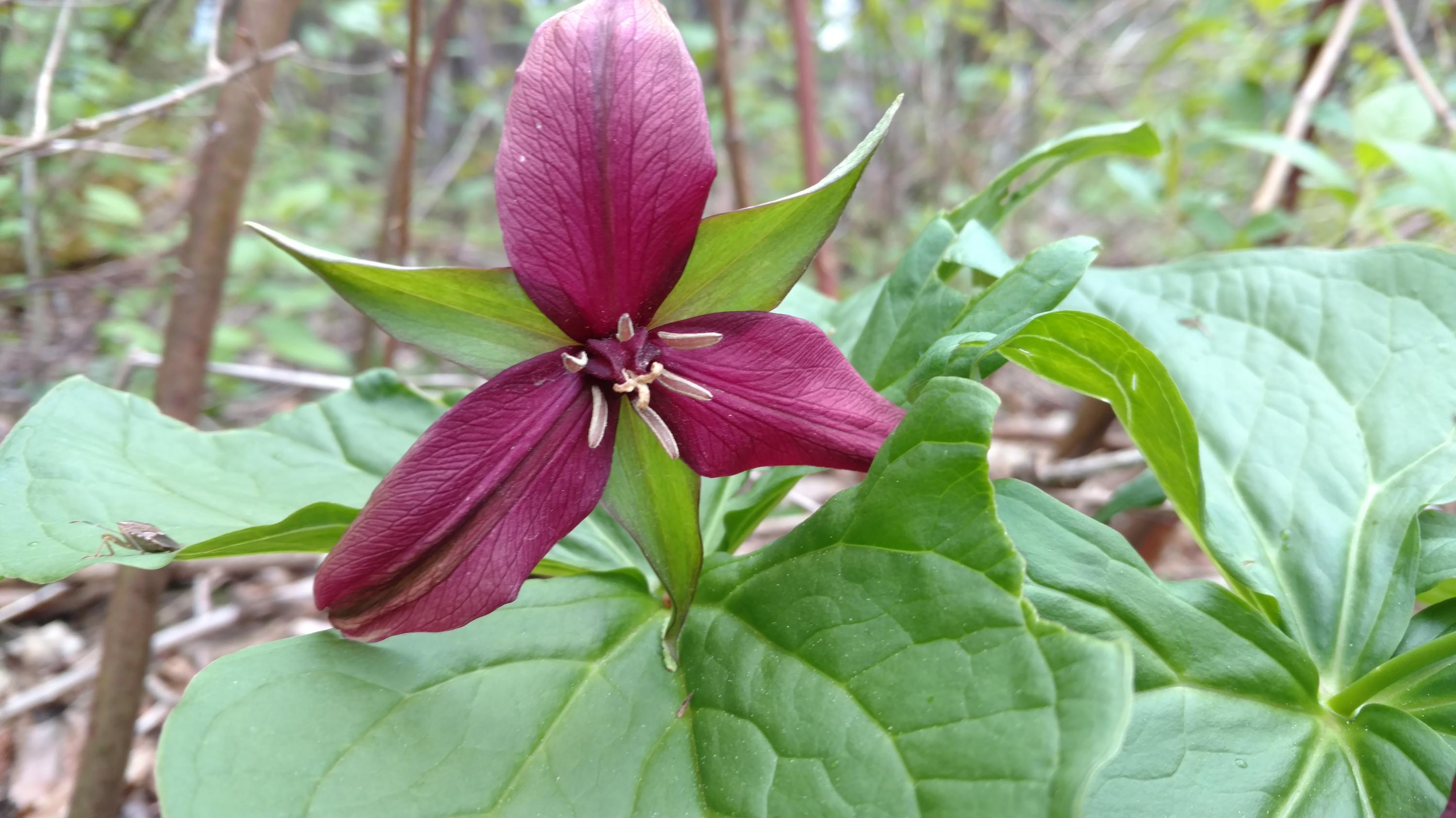 1097 Main Street Springfield, ME 04487 - Photo 44 of 44 IMG_20160519_182607616