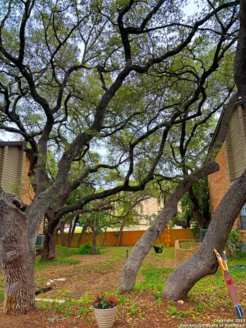 a view of a yard with plants and a large tree