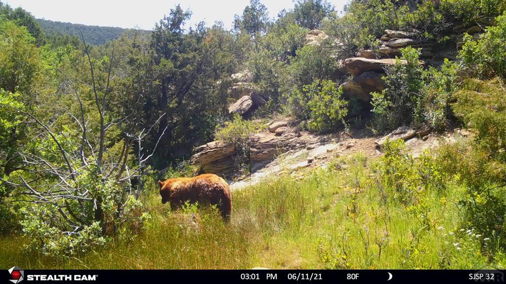 Tbd Turkey Run Trinidad, CO 81082 - Photo 42 of 60