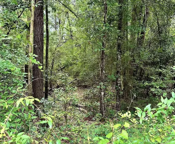 $119,000 | 0 Hwy 87n Wiergate Tx 75977, Wiergate, TX 75977