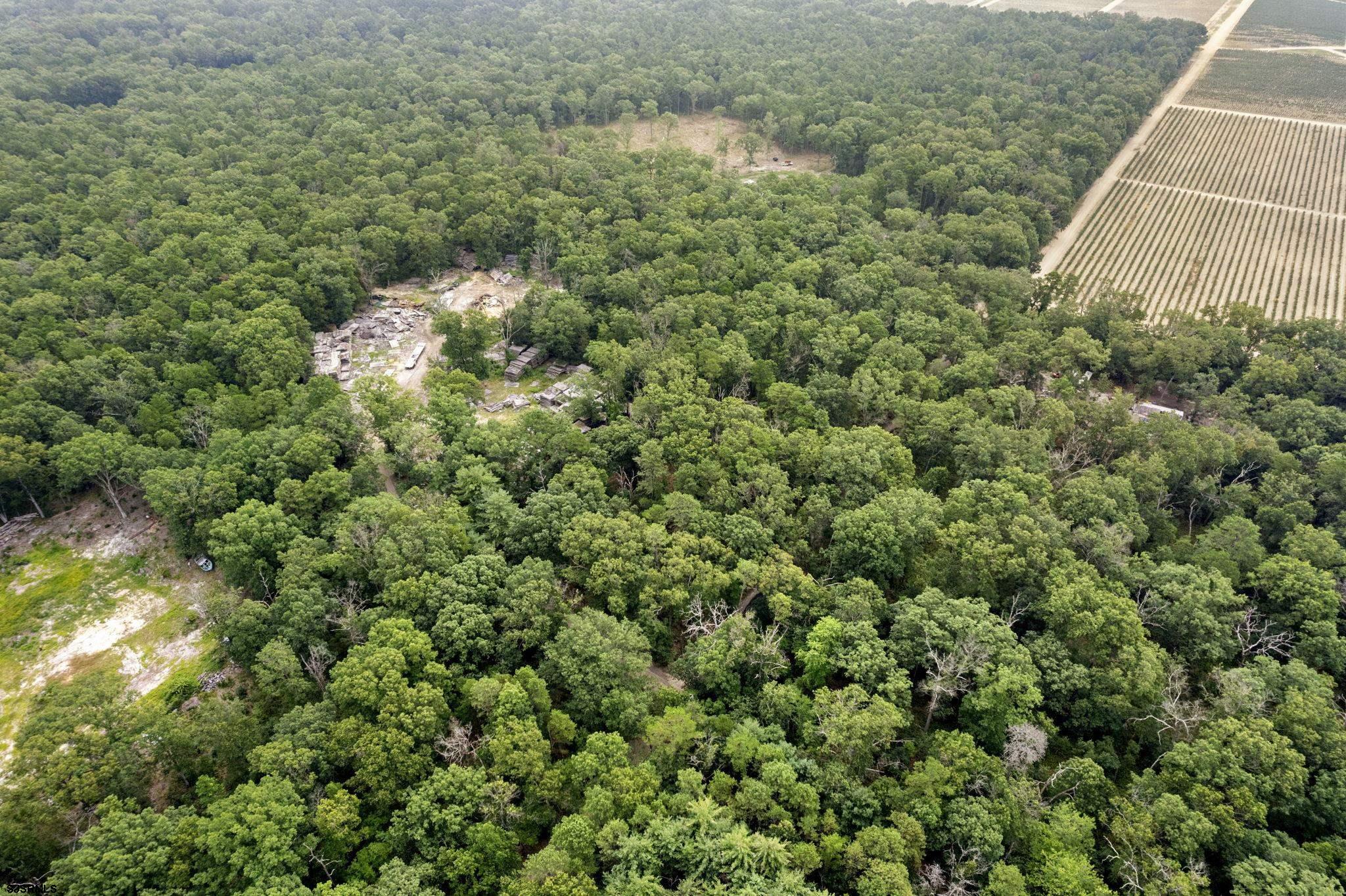3030 South 1st Road Hammonton, NJ 08037 - Photo 3 of 9 a view of a lush green forest with lots of trees