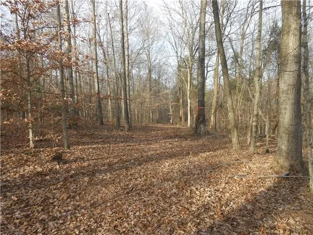 a view of outdoor space with trees