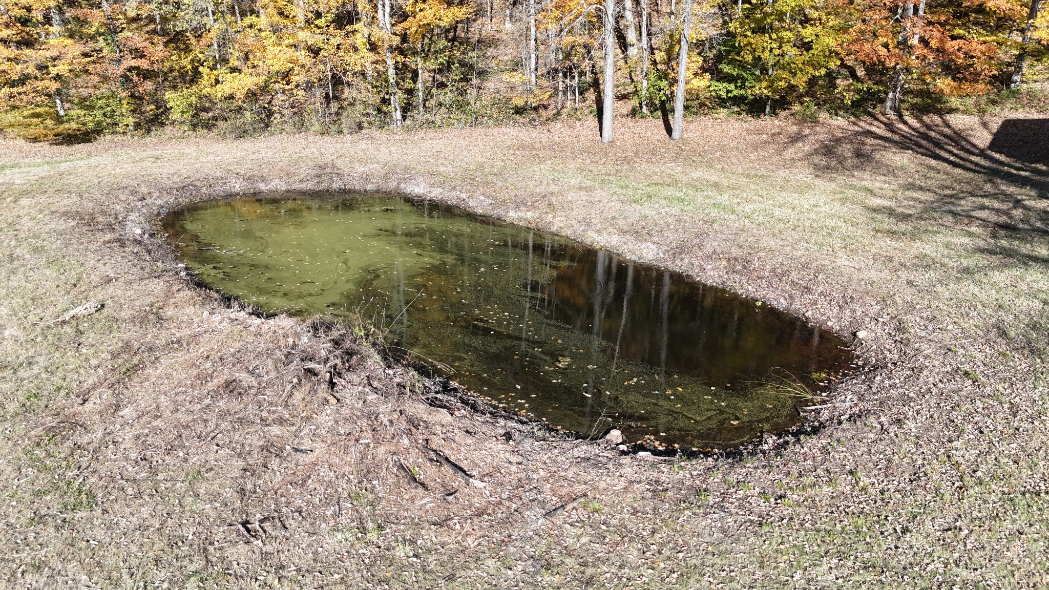 103 Morris Road Westmoreland, TN 37186 - Photo 5 of 13 a view of outdoor space and yard