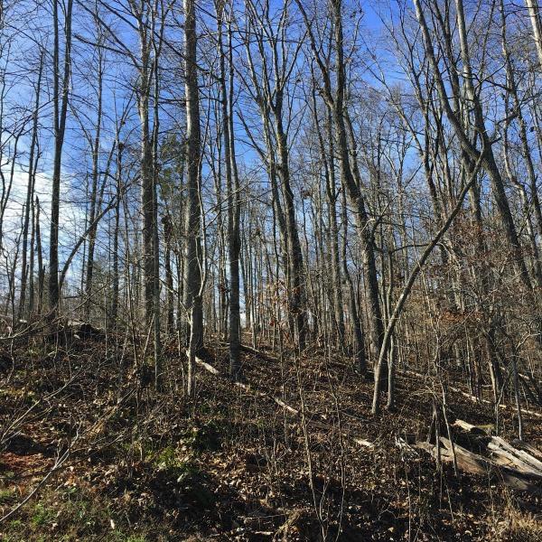 Lot 5 Sheerwater Road Kingston, TN 37763 - Photo 4 of 16 Image 6-11-18 at 12.52 PM (2)