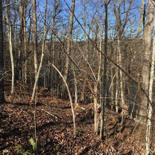 Lot 5 Sheerwater Road Kingston, TN 37763 - Photo 5 of 16 Image 6-11-18 at 12.53 PM