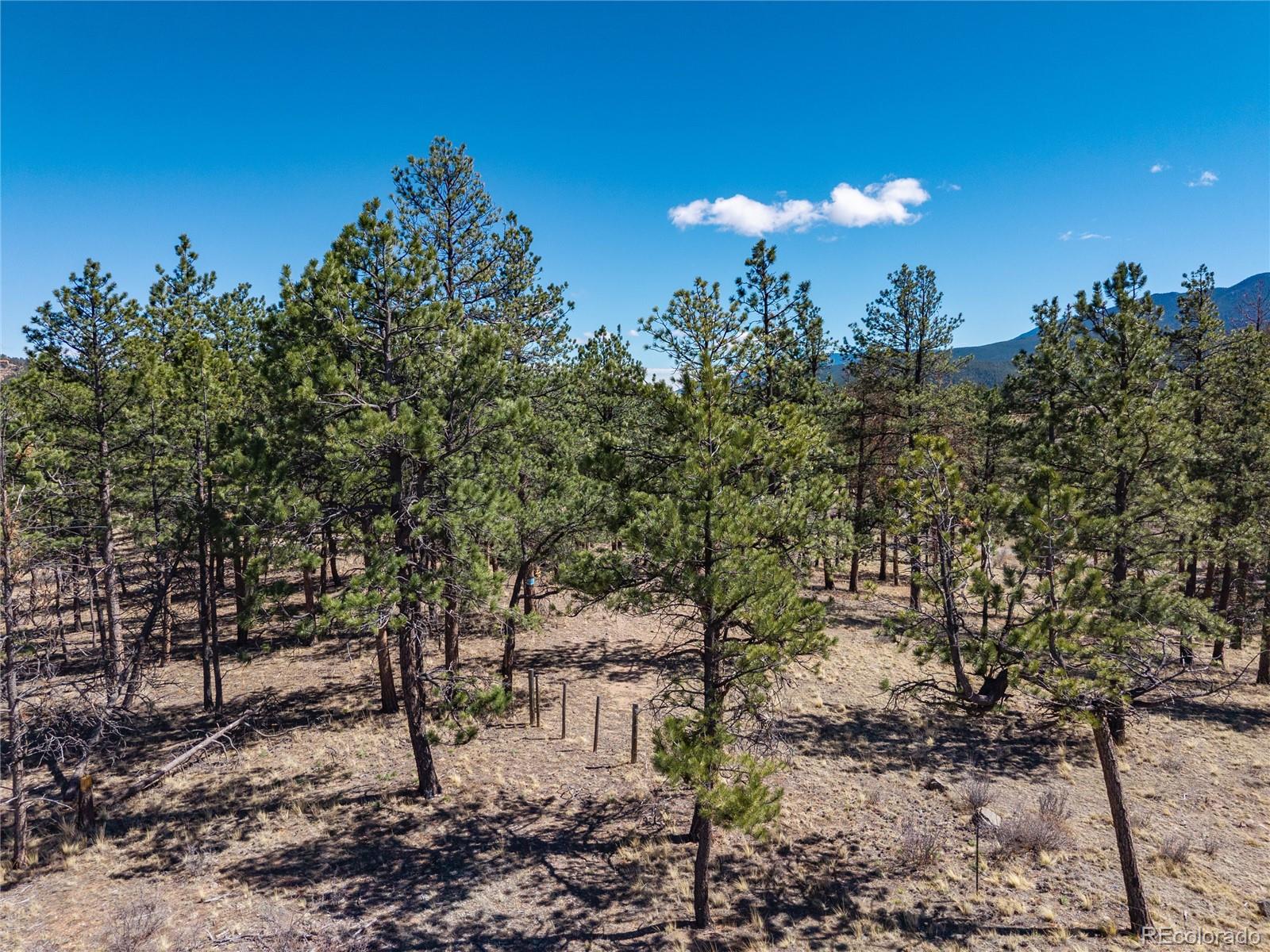 12 A Bailey Estates Bailey, CO 80421 - Photo 36 of 36 a view of a yard with a tree