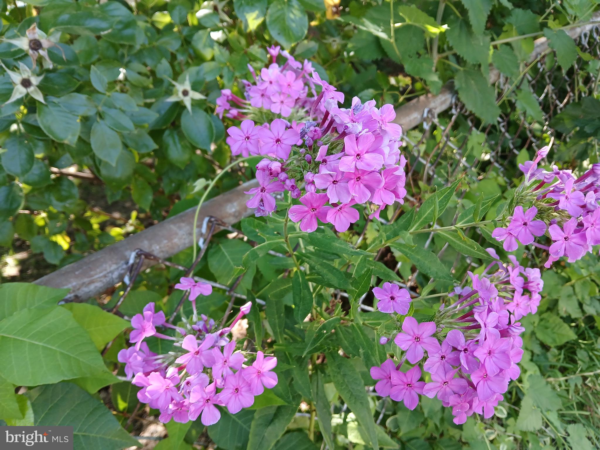 6901 Ridgeway Road Baltimore, MD 21222 - Photo 24 of 26 Beautiful garden