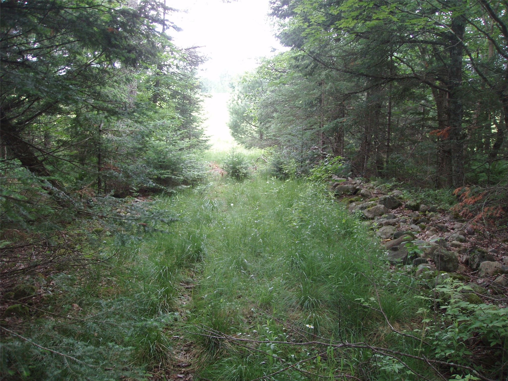 N16798 Bass Lake Road Butternut, WI 54514 - Photo 31 of 52