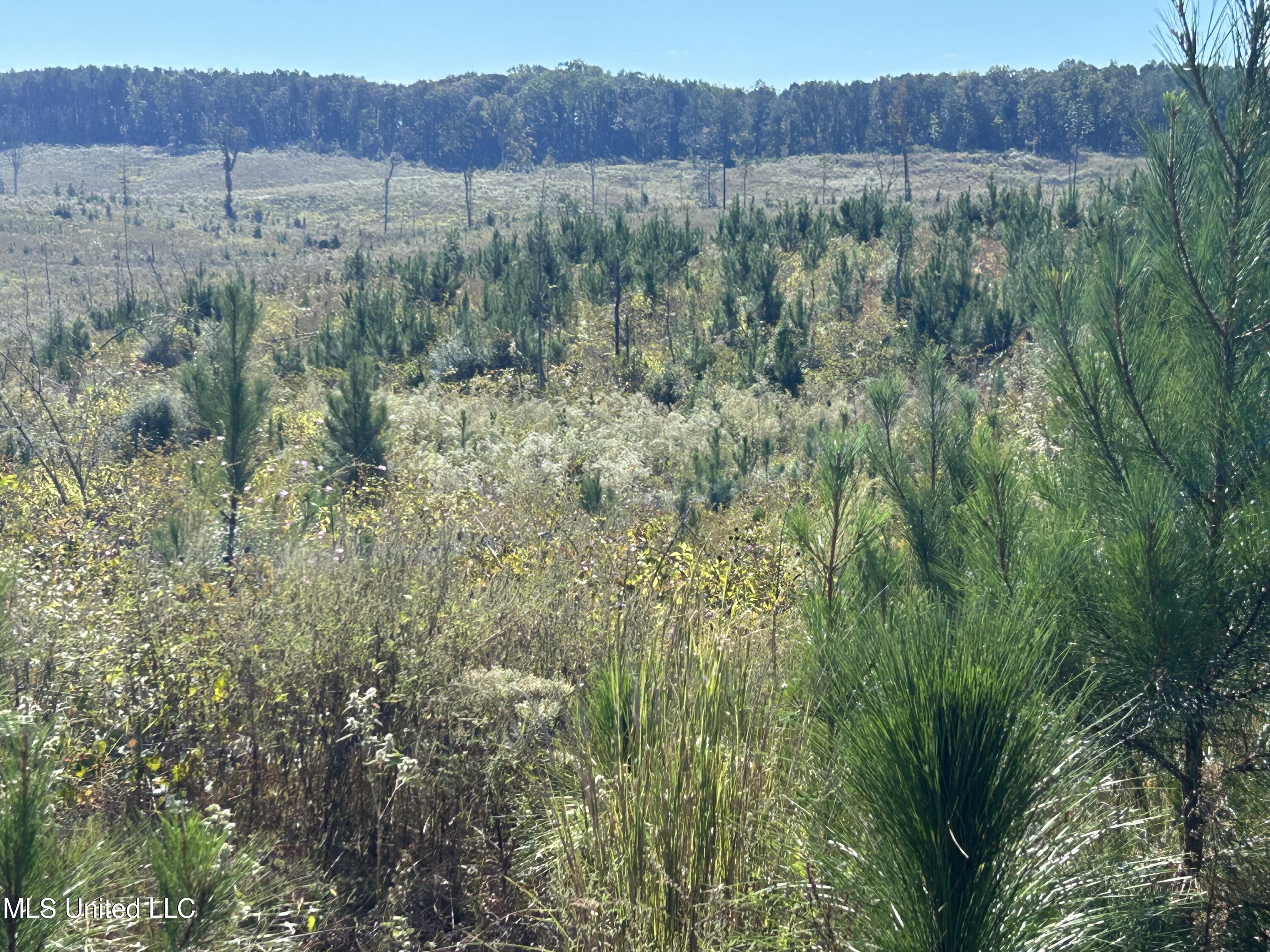 Causeyville Road Meridian, MS 39301 - Photo 17 of 17 IMG_4195