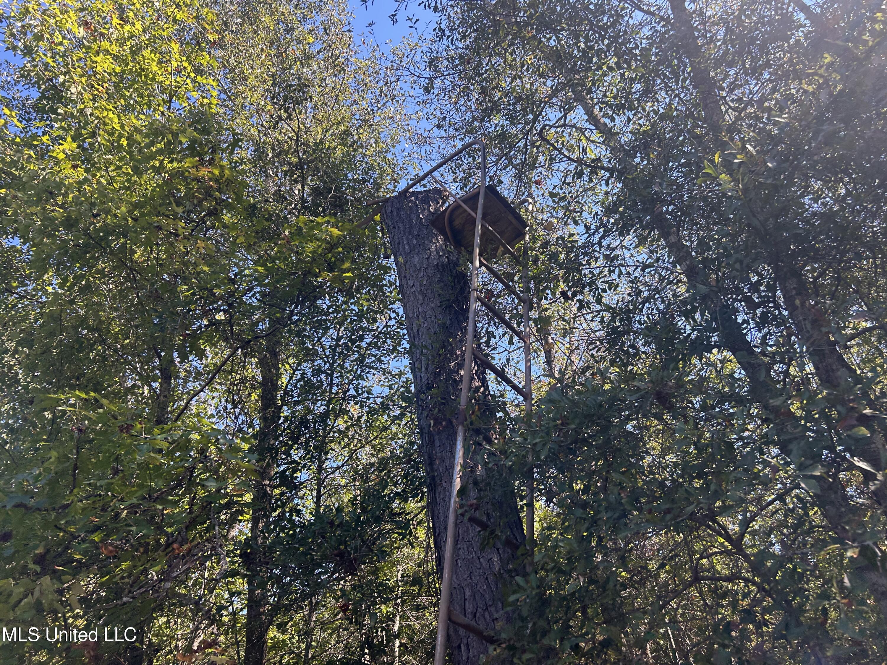 Causeyville Road Meridian, MS 39301 - Photo 6 of 17 IMG_4212