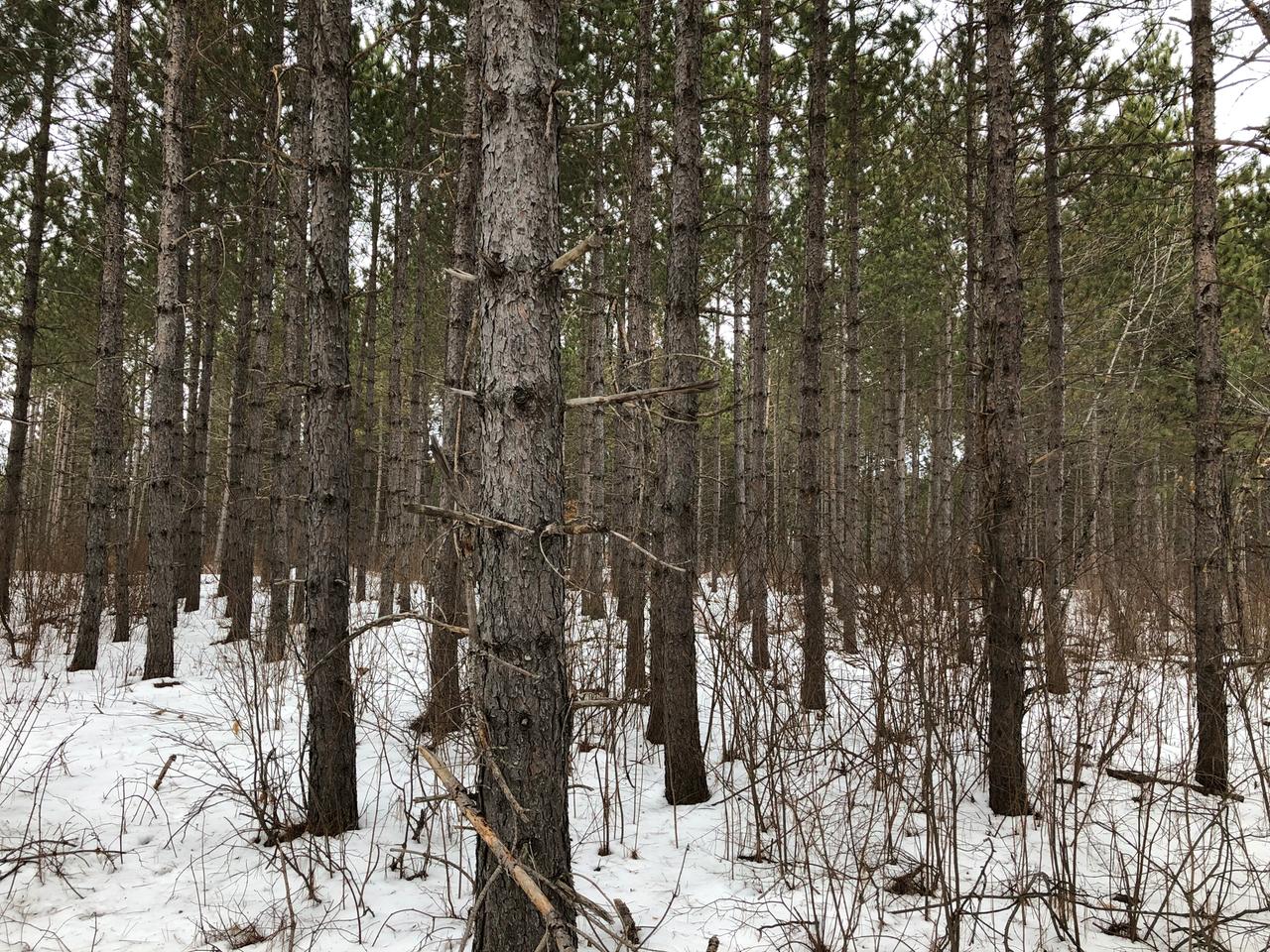 Near Swamp Lake Road Tomahawk, WI 54487 - Photo 16 of 22 Gallery Image 16