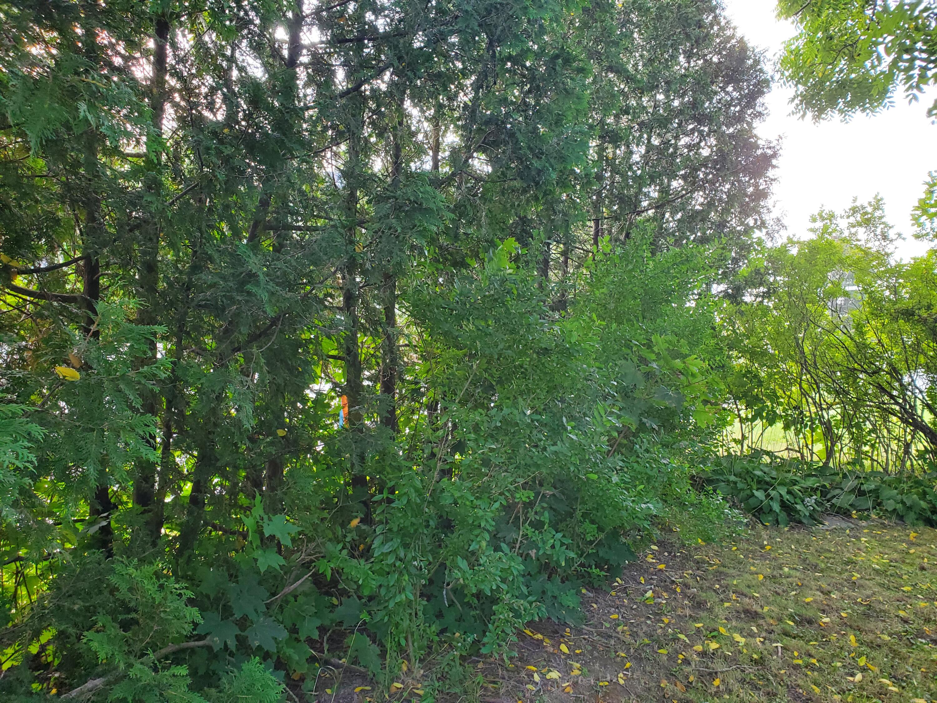 Lot #7 Emery Farm Road Medford, ME 04463 - Photo 1 of 17 20230925_094037