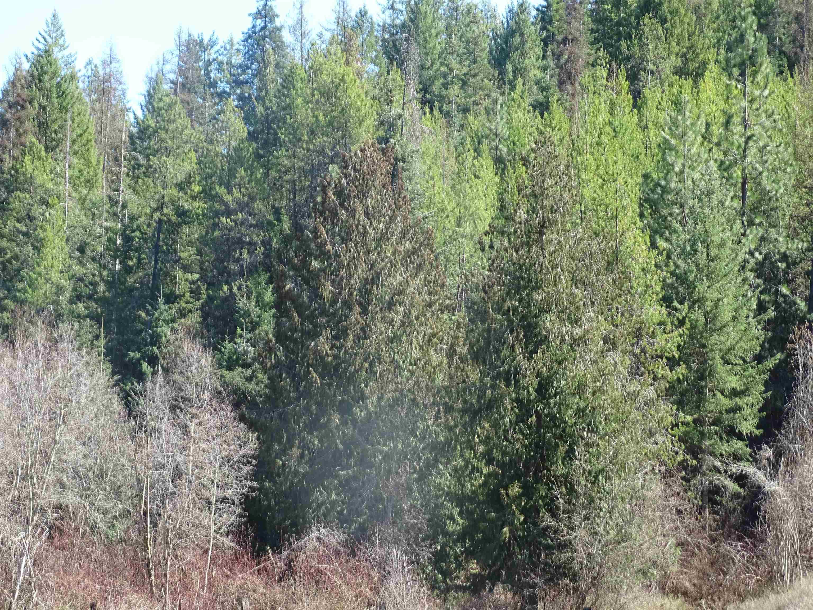 17208 East Blanchard Road Elk, WA 99009 - Photo 25 of 28