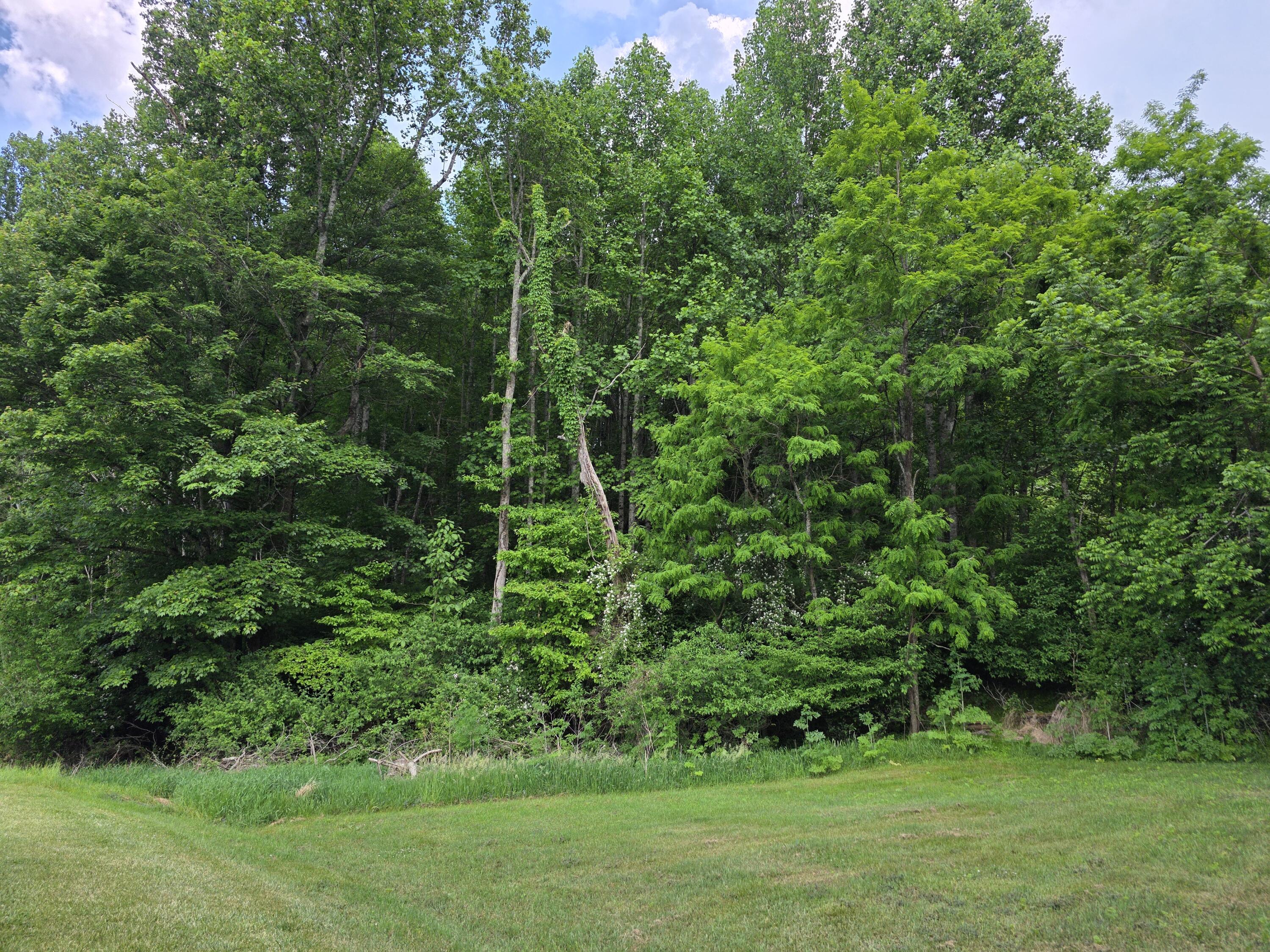 Tbd Bent Nail Road Hillsville, VA 24343 - Photo 3 of 16 a view of a garden