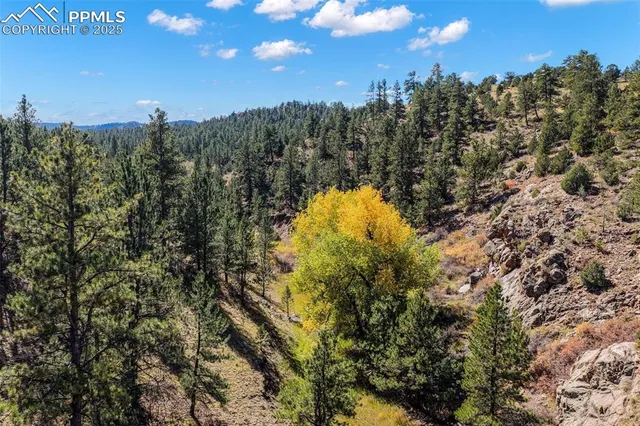 a view of a yard with a tree