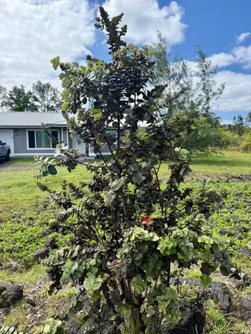 $510,000 | 15-1824 6th Avenue, Keaau, HI 96749