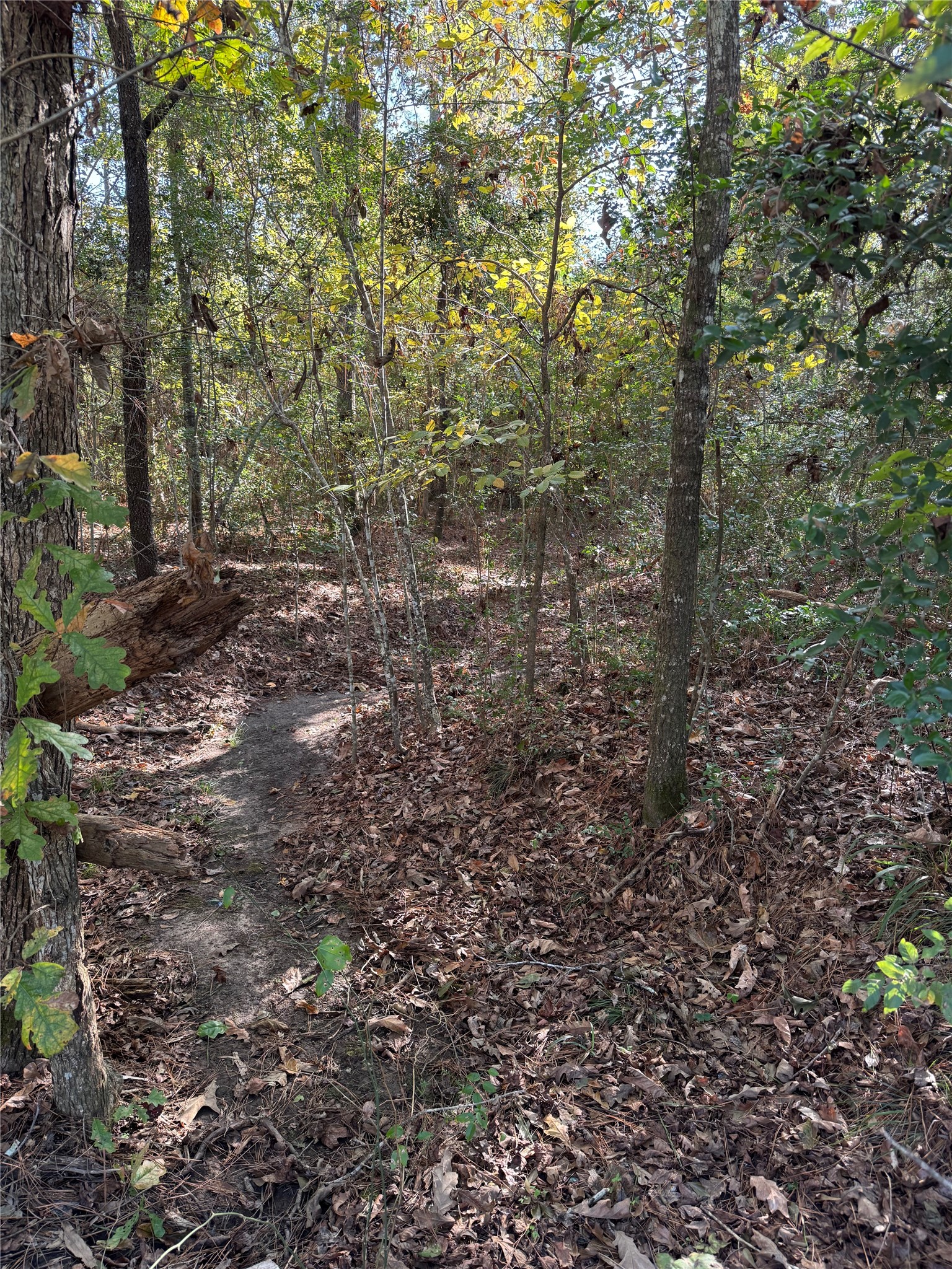 Tbd Hunters Trail New Caney, TX 77357 - Photo 5 of 9 a view of a forest with trees