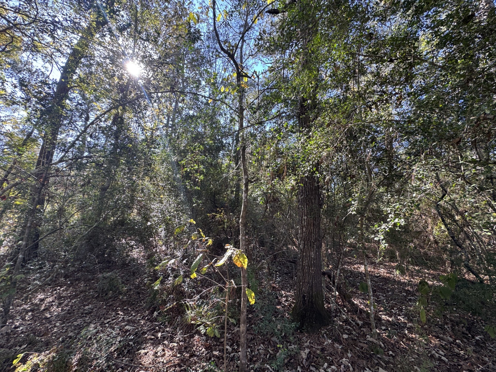 Tbd Hunters Trail New Caney, TX 77357 - Photo 6 of 9 a view of a forest with lots of trees