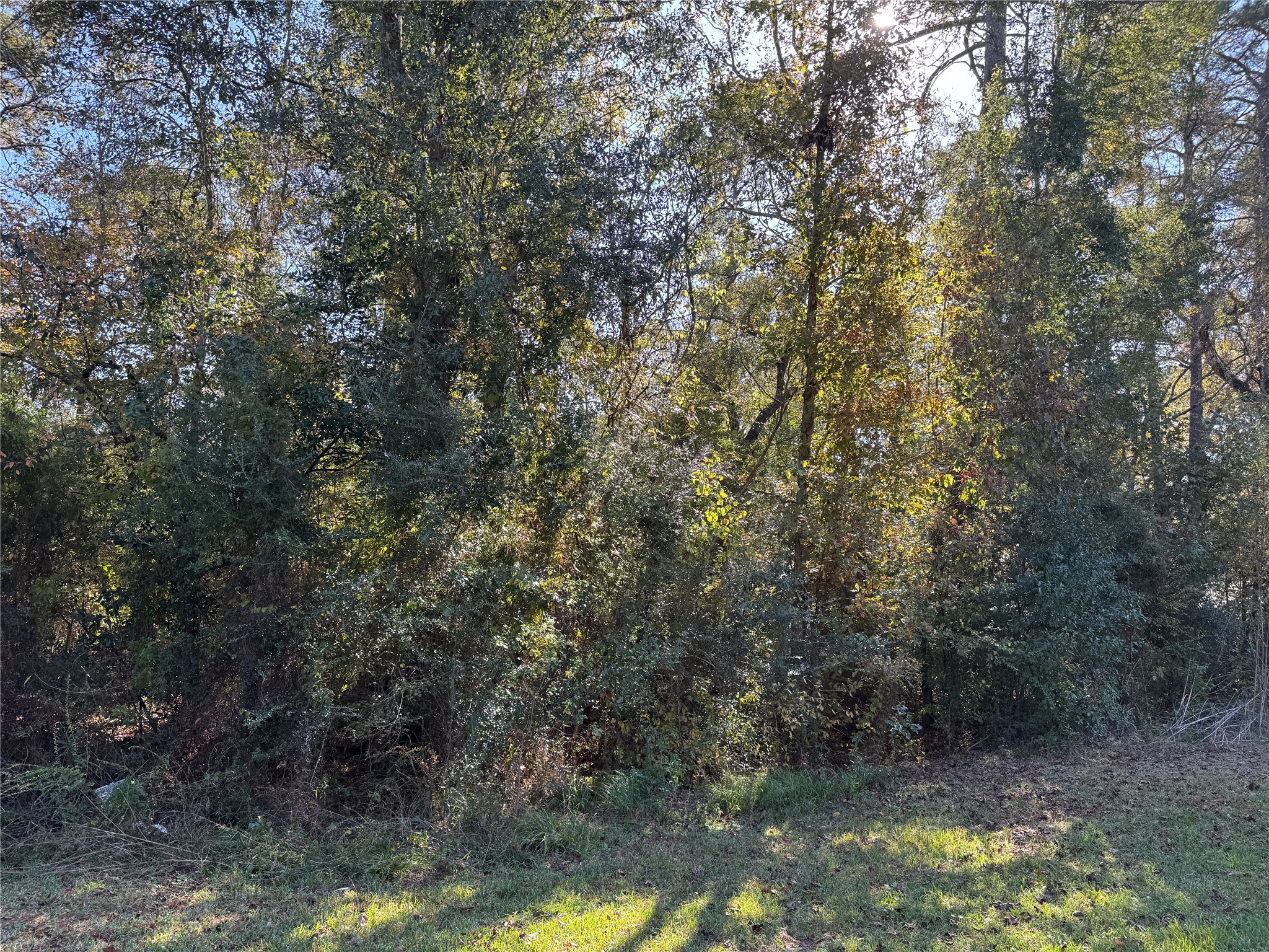 Tbd Hunters Trail New Caney, TX 77357 - Photo 7 of 9 a view of forest