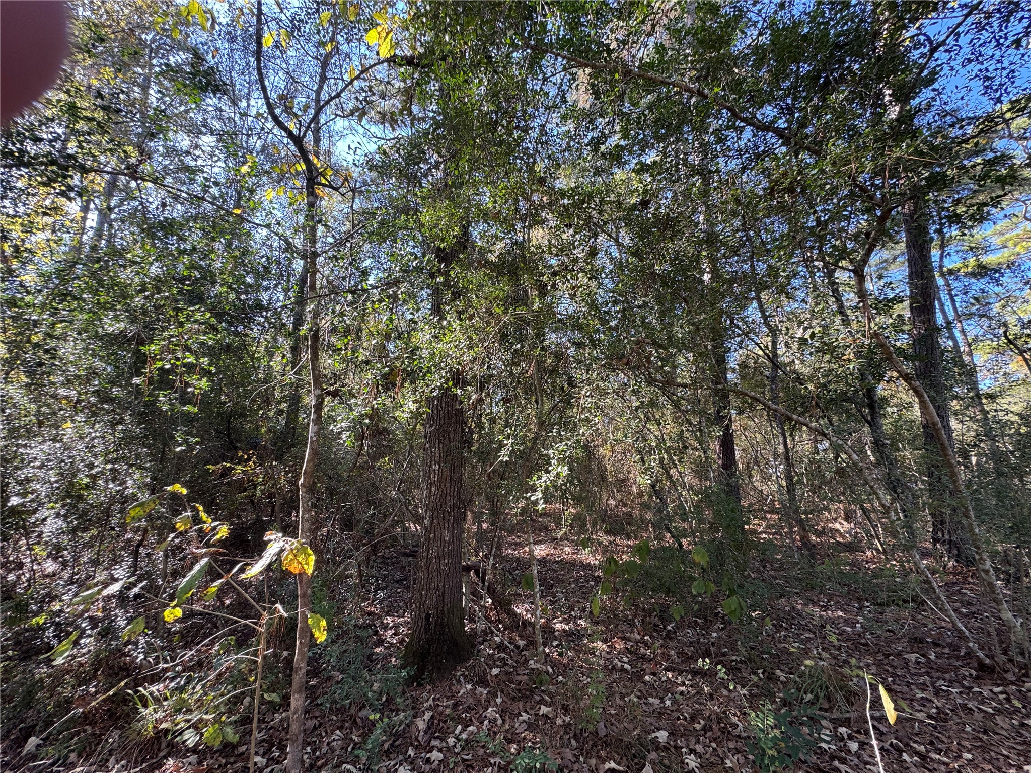 Tbd Hunters Trail New Caney, TX 77357 - Photo 8 of 9 a view of a tree