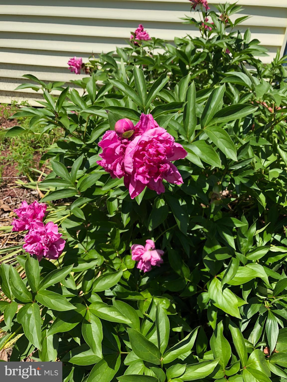 6442 Quantico Road Quantico, MD 21856 - Photo 56 of 146 Flowers #9