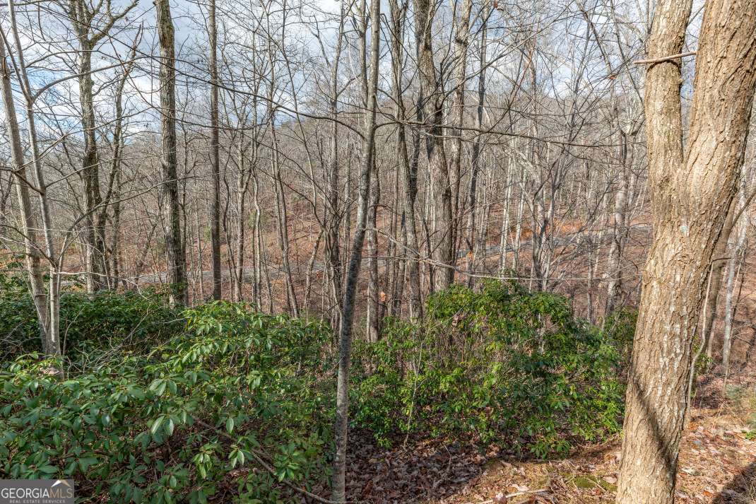 Lot 7 Squirrel Hunting Road Morganton, GA 30560 - Photo 13 of 70 a view of a yard with large trees