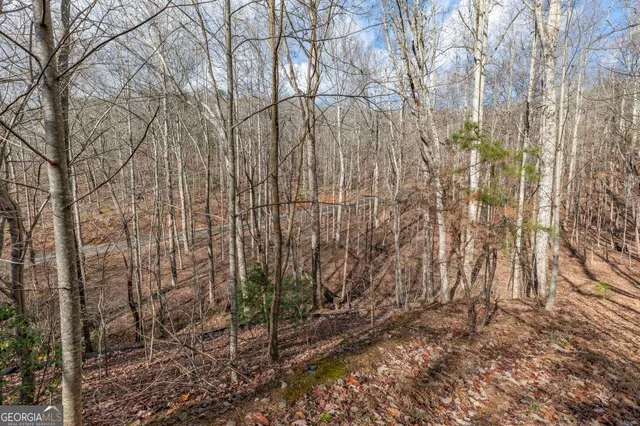 a view of a forest filled with trees