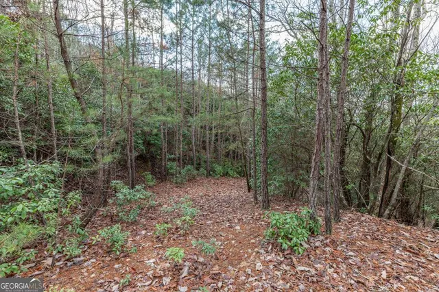 a view of a forest with trees in the background
