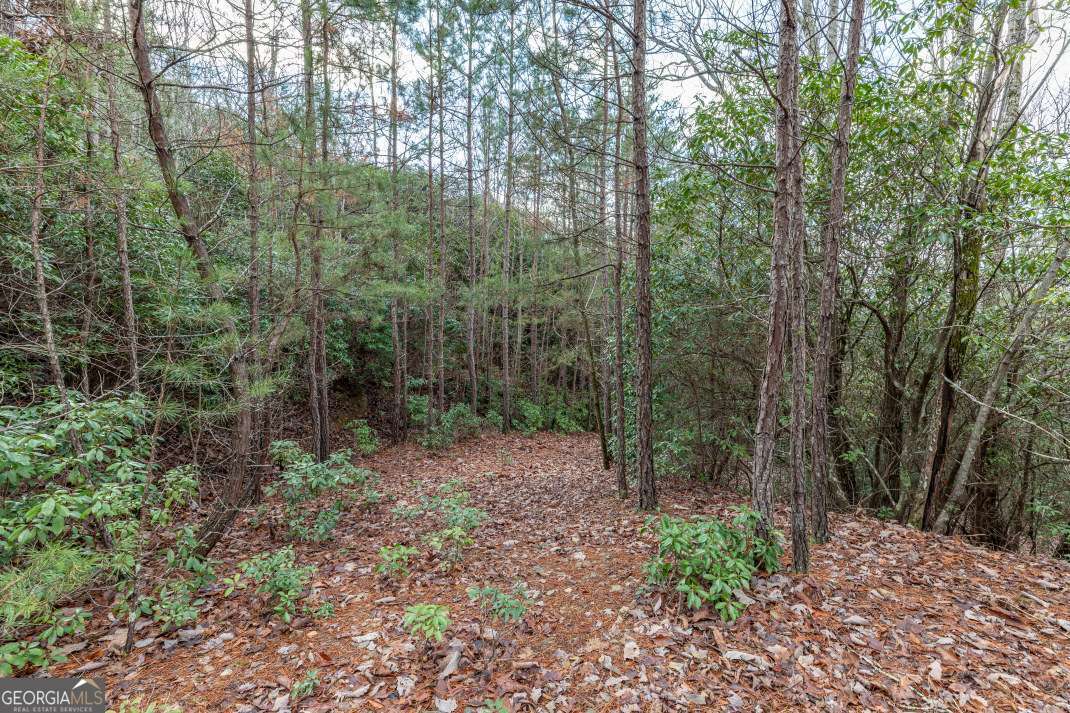 Lot 7 Squirrel Hunting Road Morganton, GA 30560 - Photo 18 of 70 a view of a forest with trees in the background