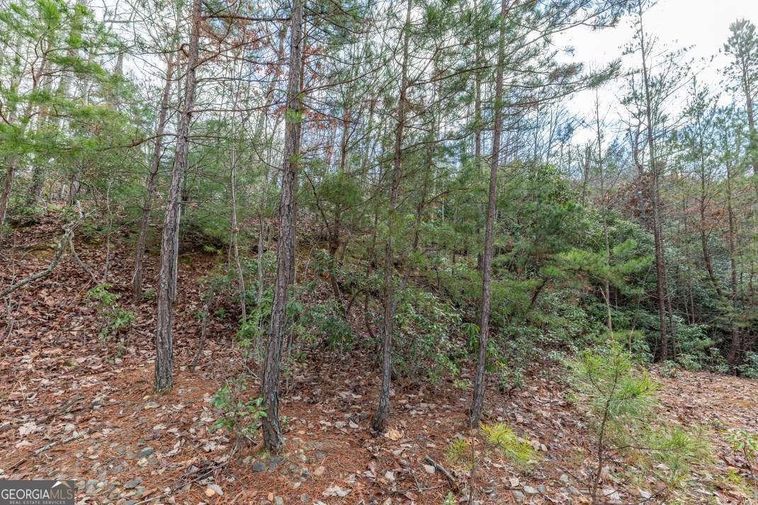Lot 7 Squirrel Hunting Road Morganton, GA 30560 - Photo 19 of 70 a view of a forest with trees in the background