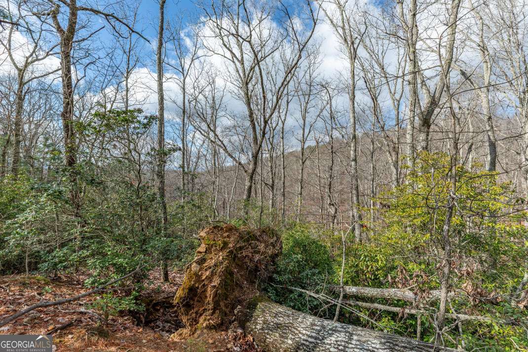 Lot 7 Squirrel Hunting Road Morganton, GA 30560 - Photo 21 of 70 a view of a garden