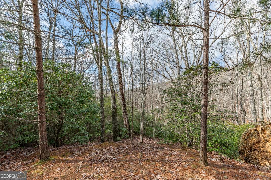 Lot 7 Squirrel Hunting Road Morganton, GA 30560 - Photo 24 of 70 a view of a forest with trees in the background