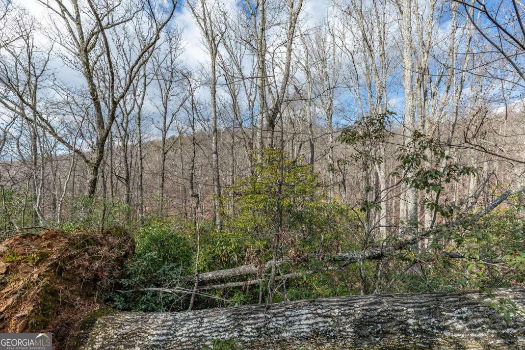 Lot 7 Squirrel Hunting Road Morganton, GA 30560 - Photo 25 of 70 a backyard of a house with lots of plants and trees