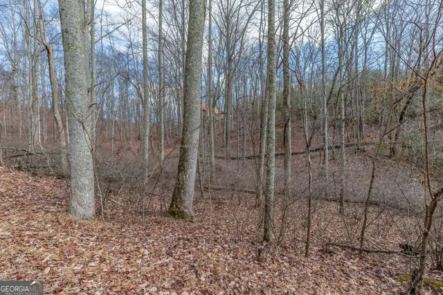 a view of a forest with trees in the background