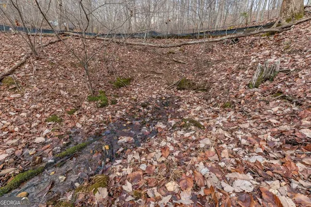 a view of a forest with a tree