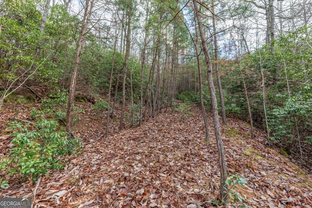 Lot 7 Squirrel Hunting Road Morganton, GA 30560 - Photo 41 of 70 a view of a forest with trees in the background