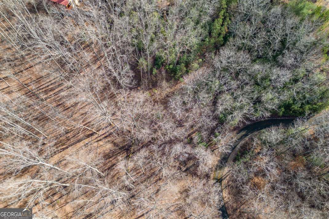 Lot 7 Squirrel Hunting Road Morganton, GA 30560 - Photo 45 of 70 a view of a forest with large trees