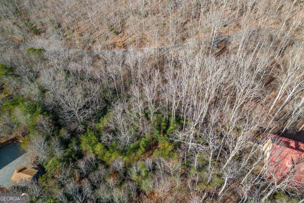 Lot 7 Squirrel Hunting Road Morganton, GA 30560 - Photo 53 of 70 a view of a forest with a tree