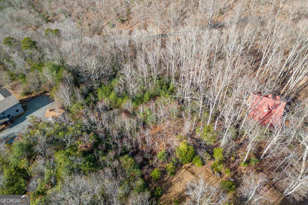 Lot 7 Squirrel Hunting Road Morganton, GA 30560 - Photo 56 of 70 a view of a forest with a tree