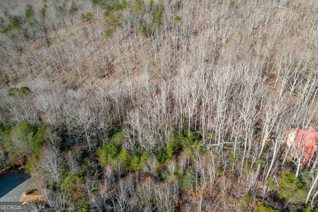 Lot 7 Squirrel Hunting Road Morganton, GA 30560 - Photo 59 of 70 a close up of a plant in a garden