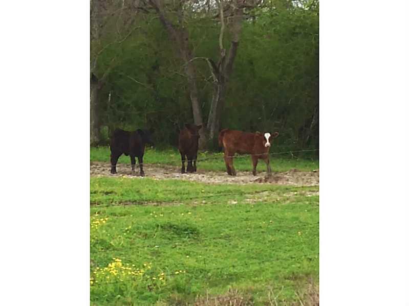 45141 Coleman Road Robert, LA 70455 - Photo 24 of 24 Gallery Image 24