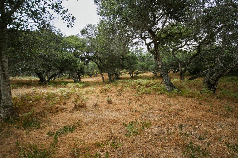 0 Valle Pacifico Road Salinas, CA 93907 - Photo 33 of 45
