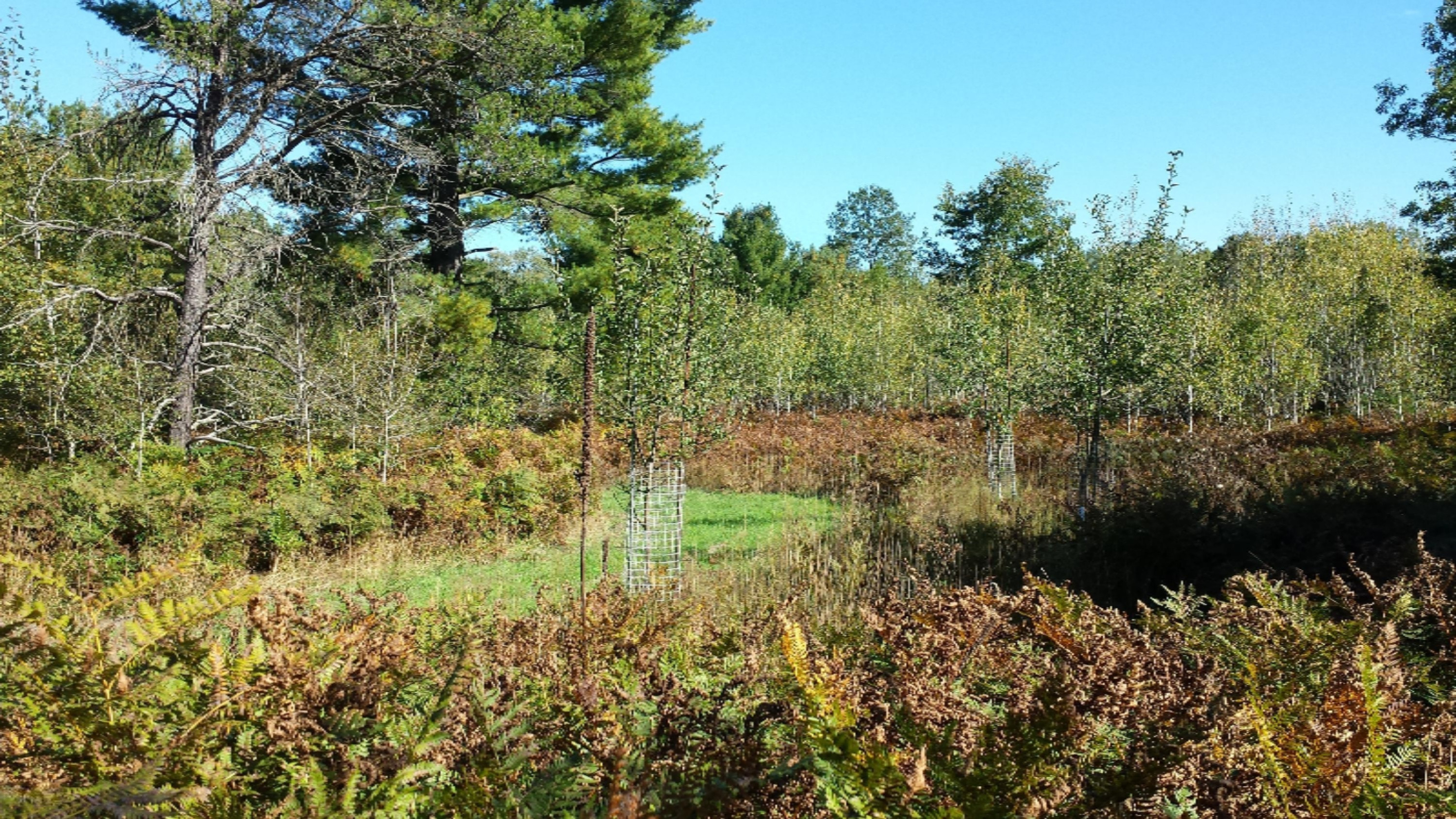 East Beyer Road Free Soil, MI 49411 - Photo 4 of 14 20150930_154456