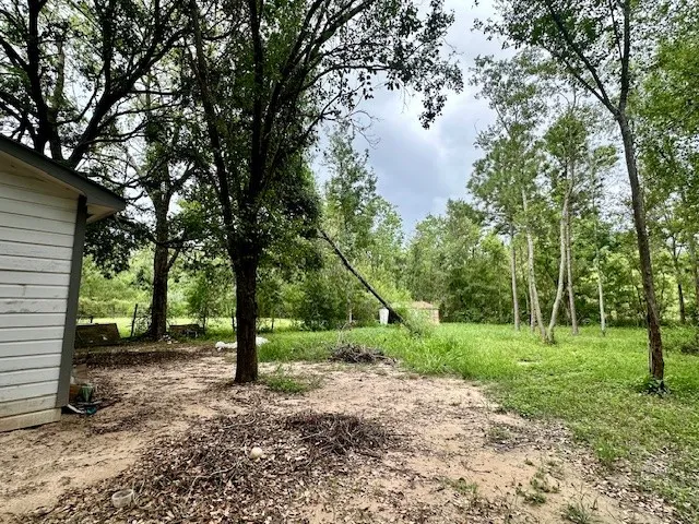a view of a tree in a yard